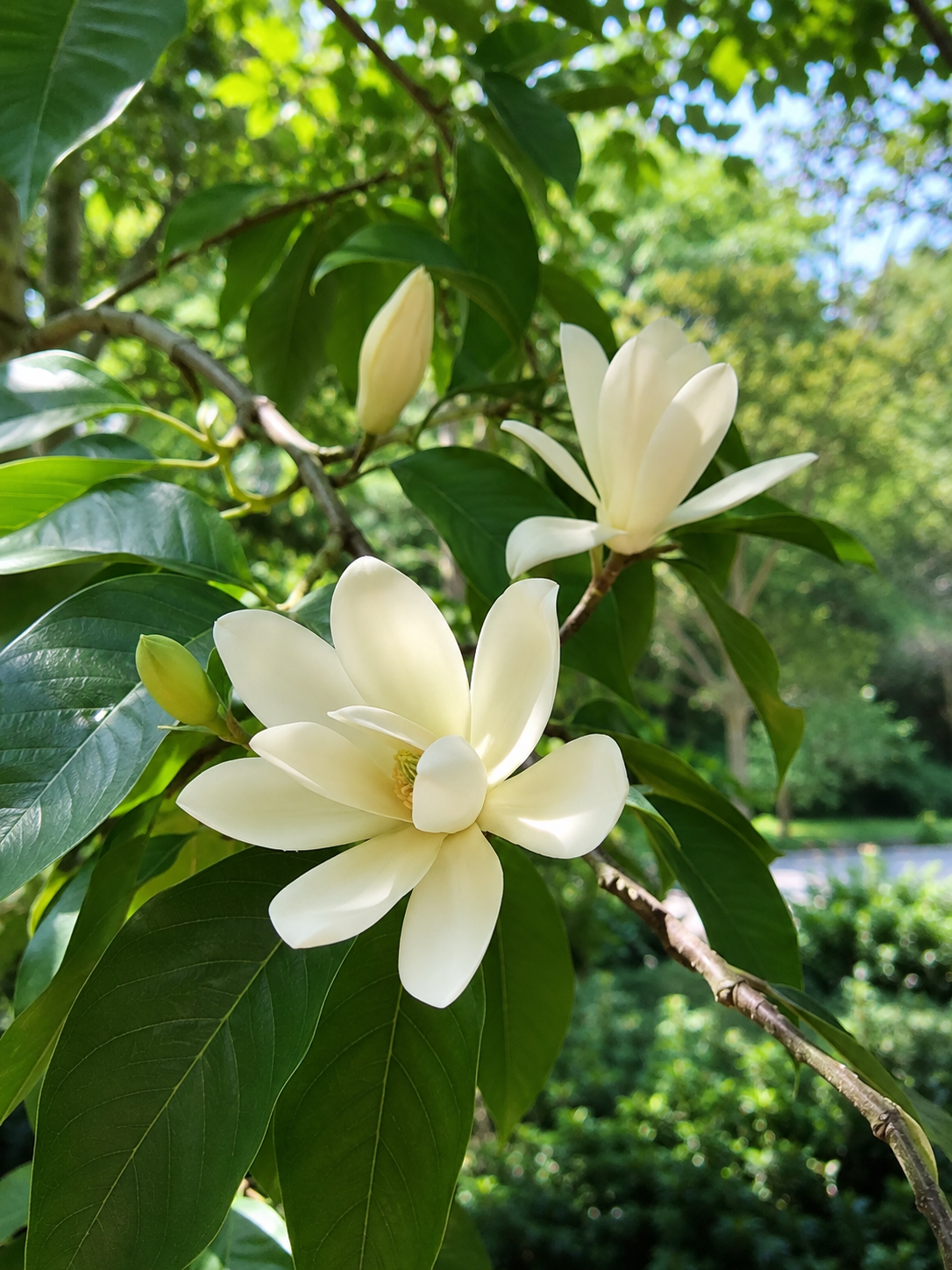 白兰花植物介绍