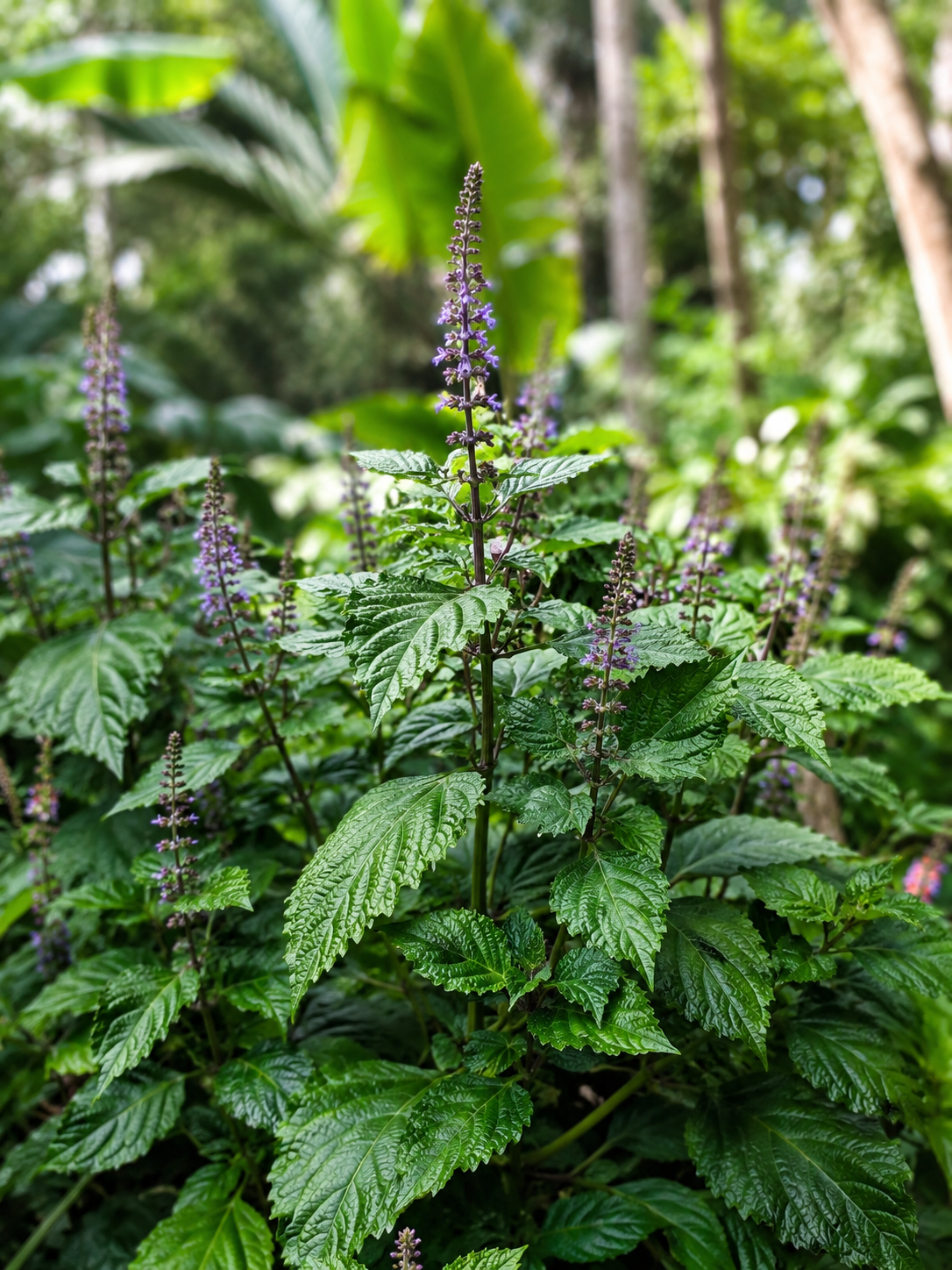 广藿香植物介绍