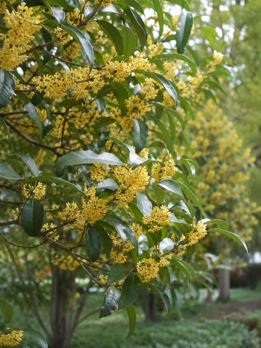 桂花植物介绍